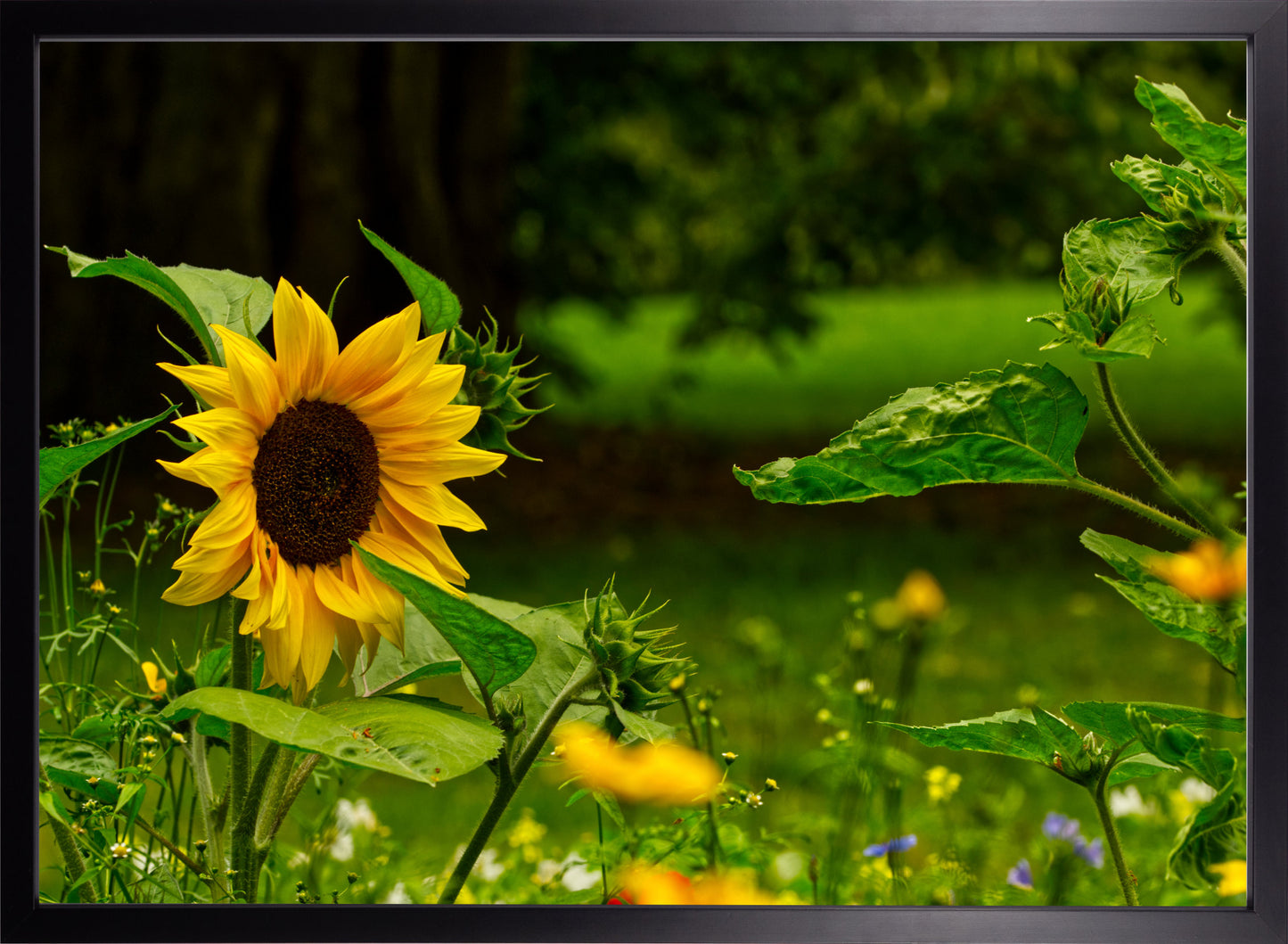 Sonnenblume