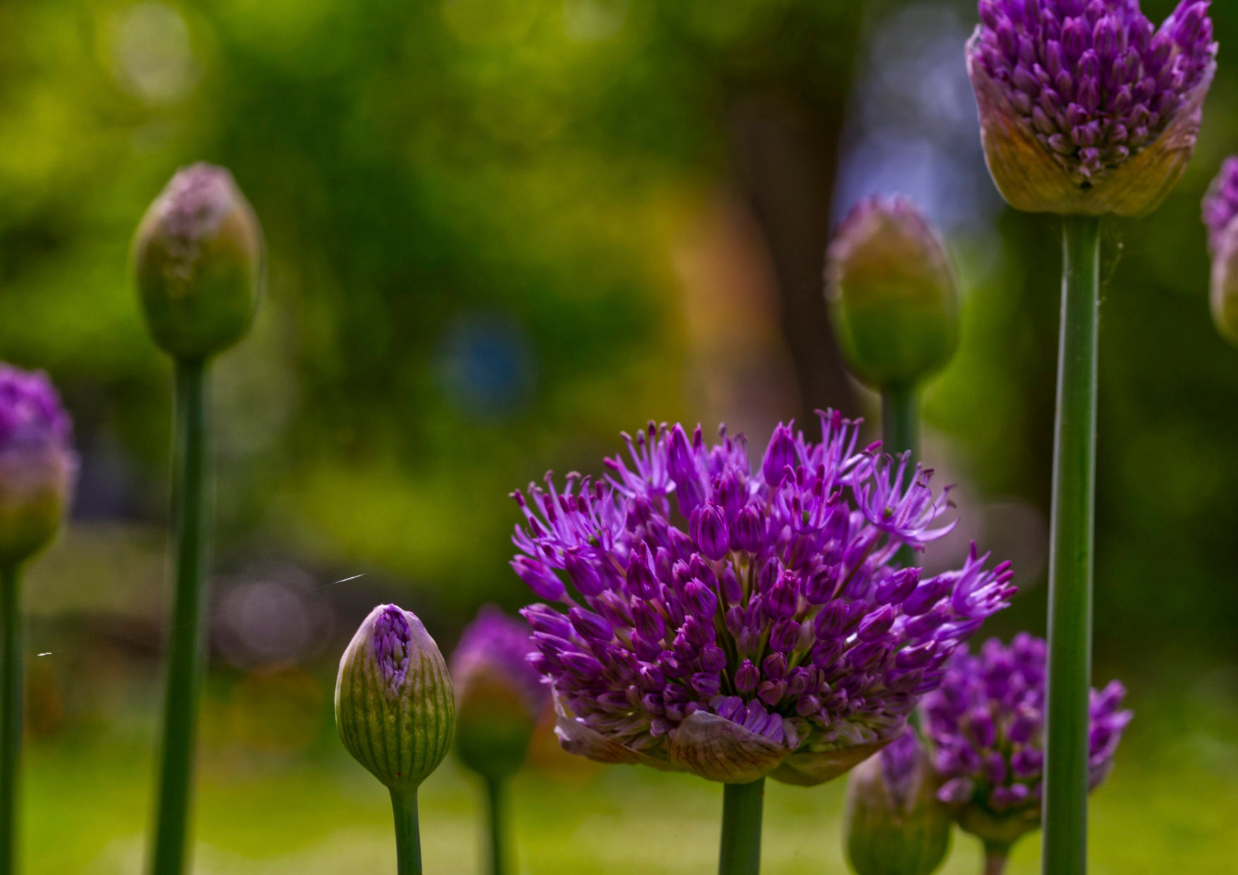 Allium Blüte