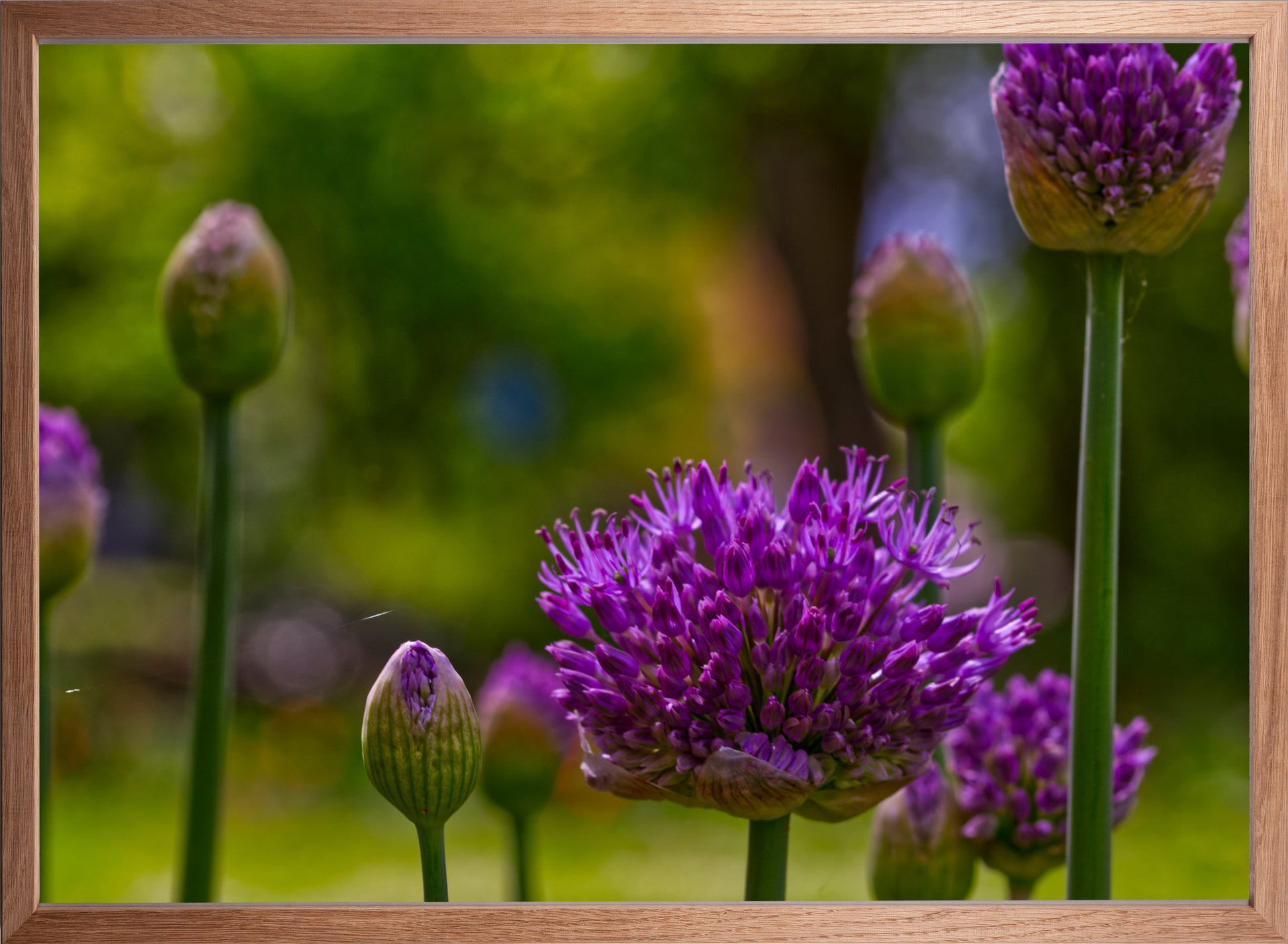 Allium Blüte