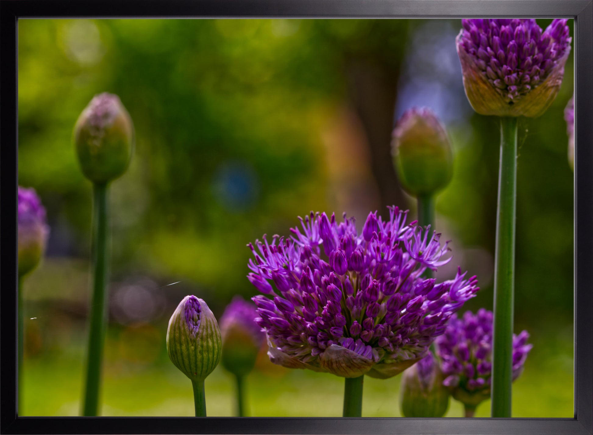 Allium Blüte