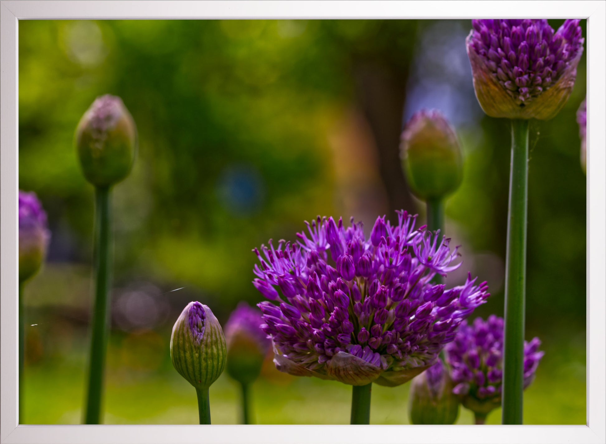 Allium Blüte