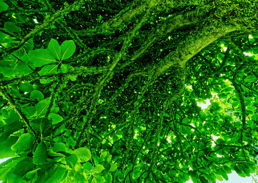 Unter dem Baum