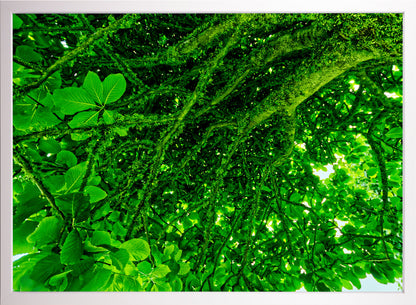 Unter dem Baum