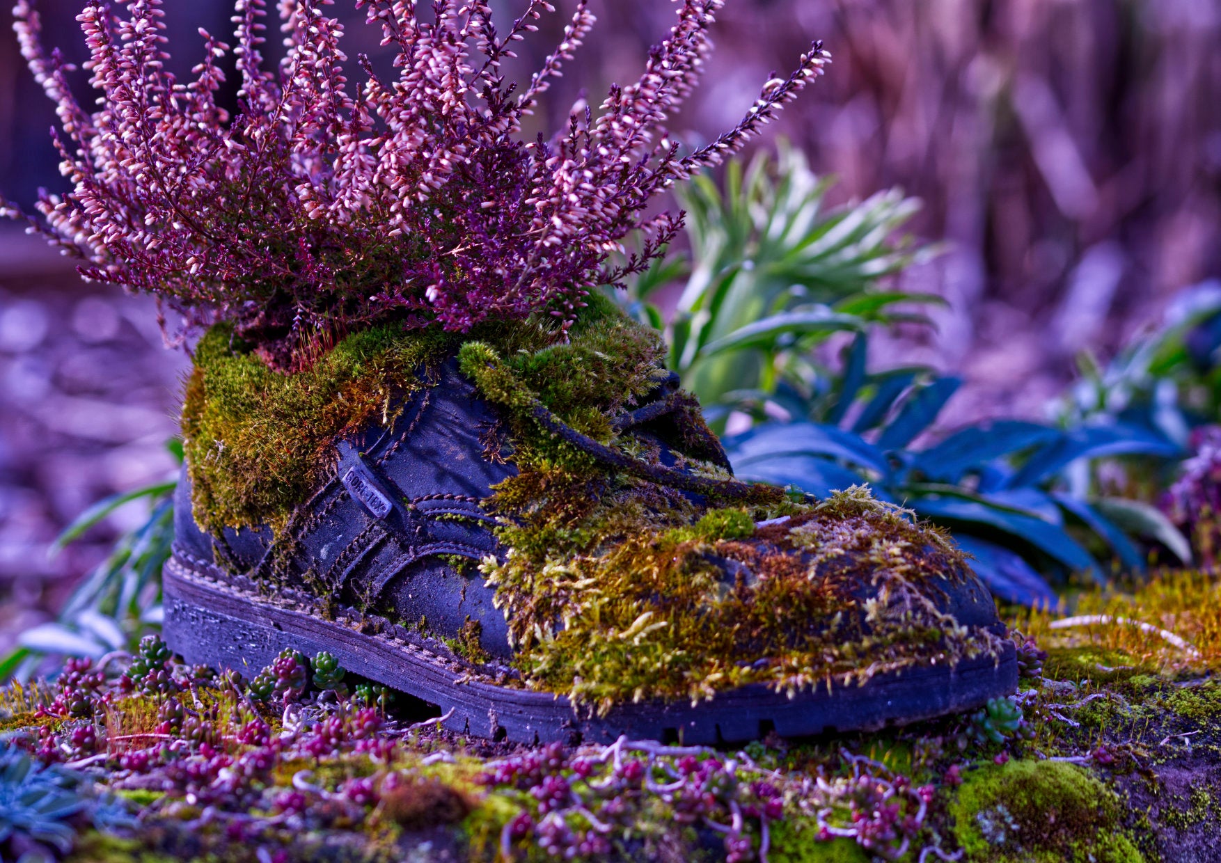 Wenn ein Schuh der Natur überlassen wird