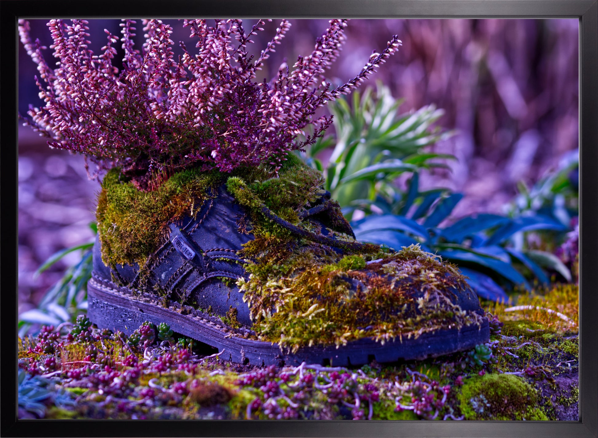 Wenn ein Schuh der Natur überlassen wird