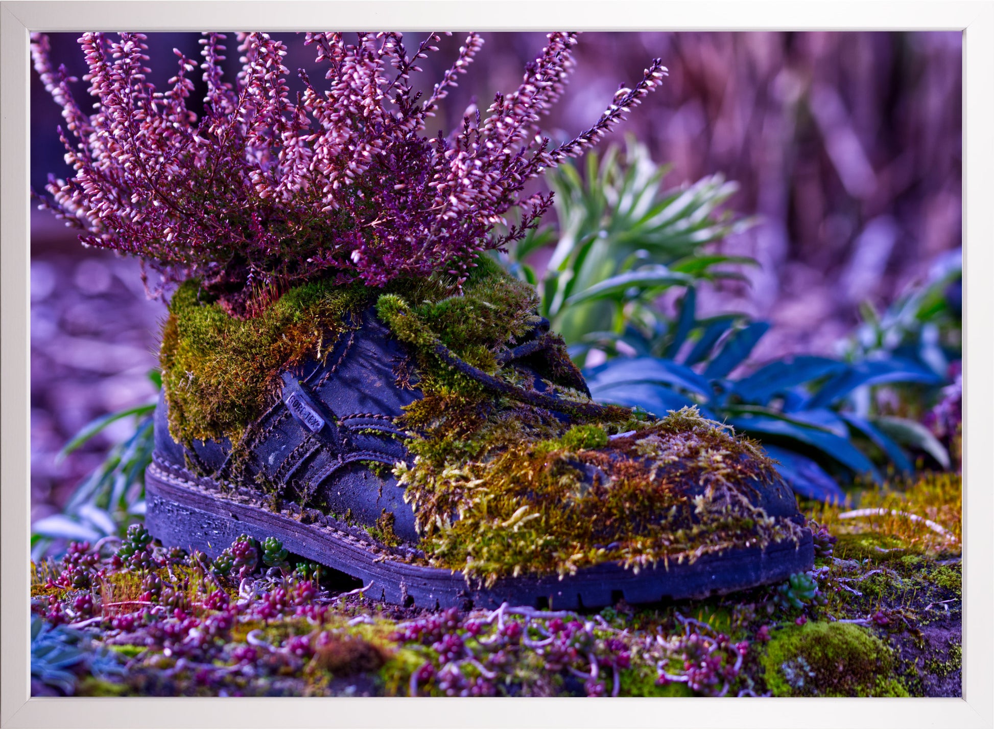 Wenn ein Schuh der Natur überlassen wird