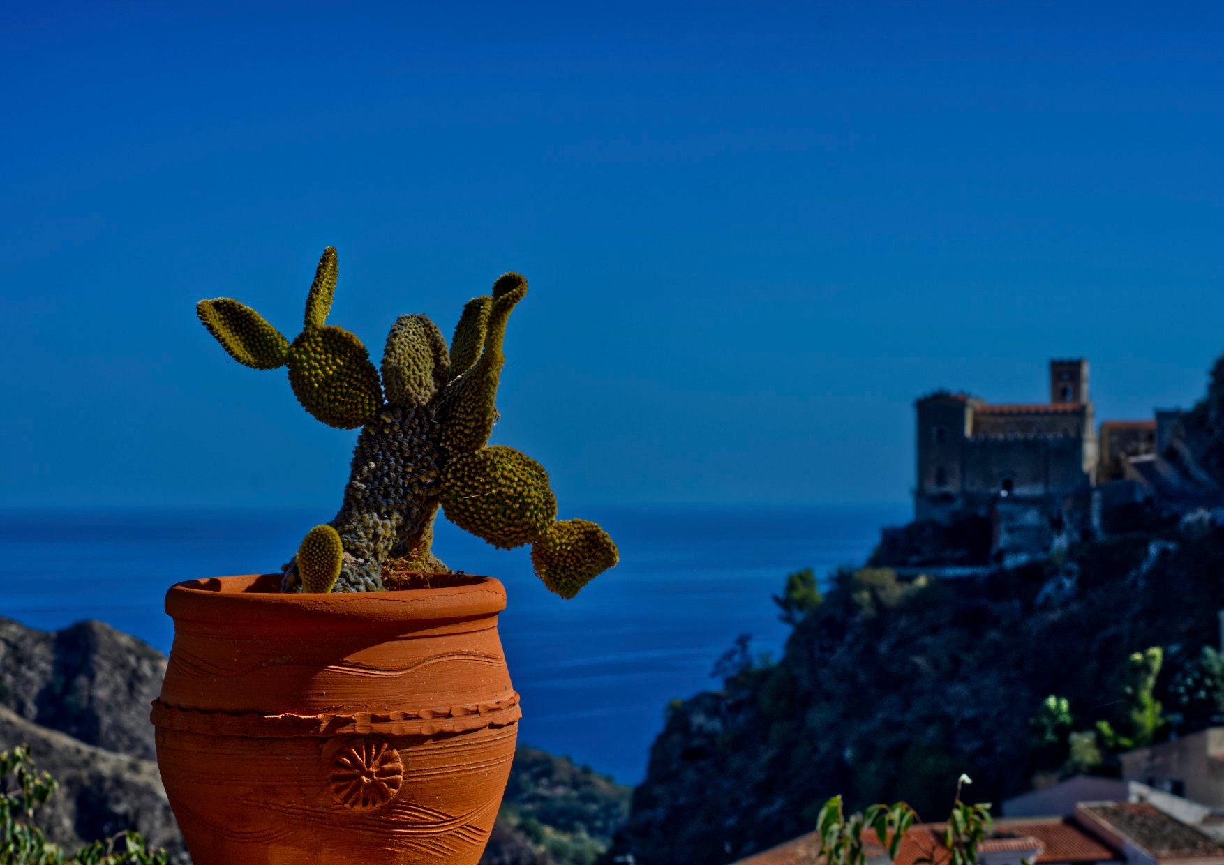 Sizilianischer Kaktus