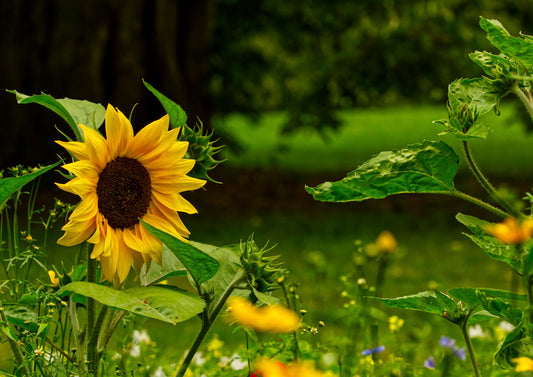 Sonnenblume