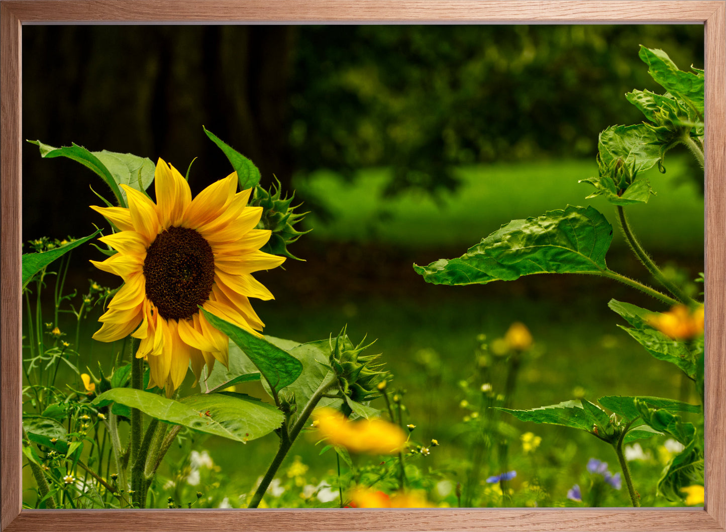Sonnenblume