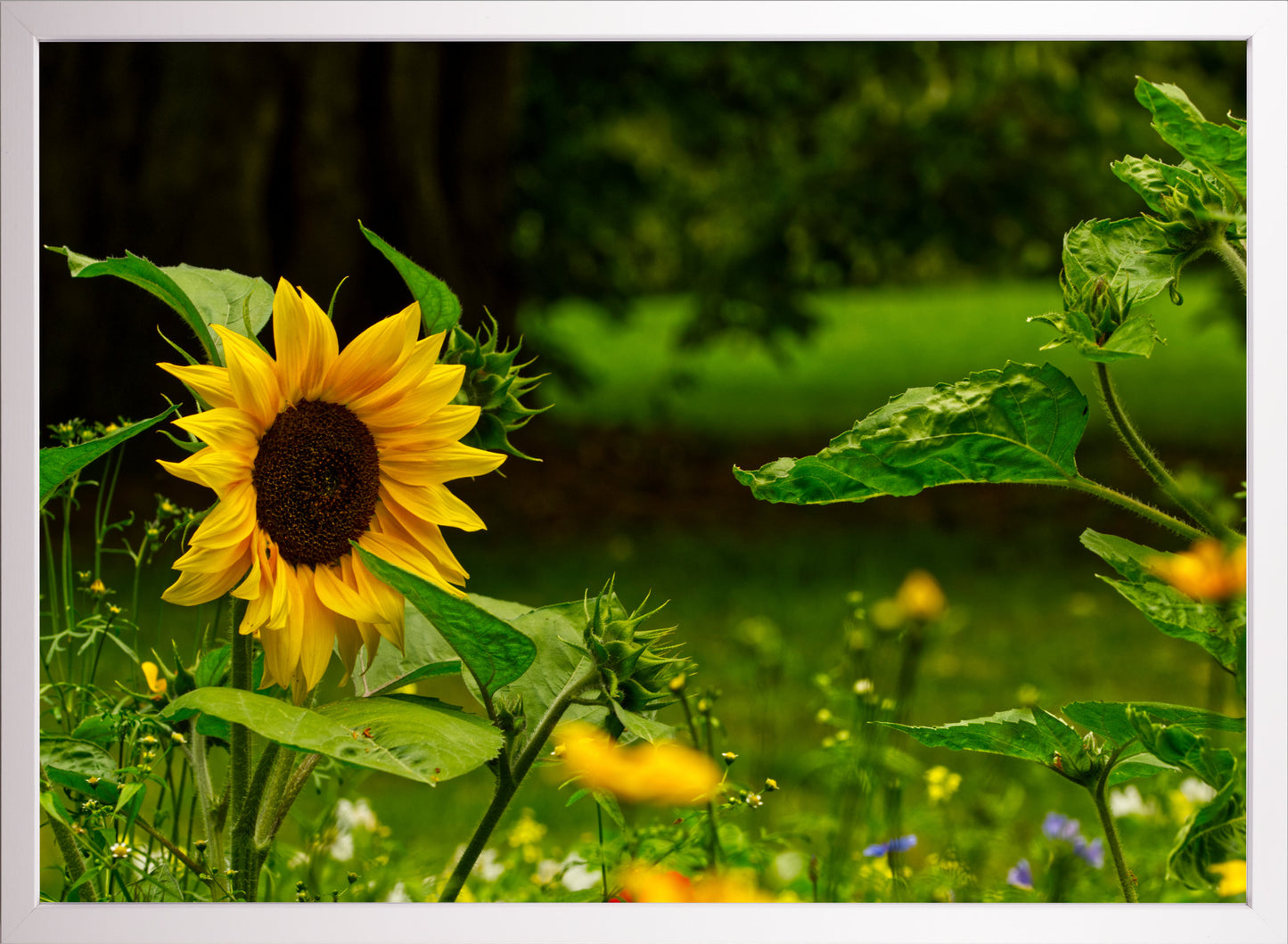 Sonnenblume
