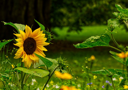 Sonnenblume