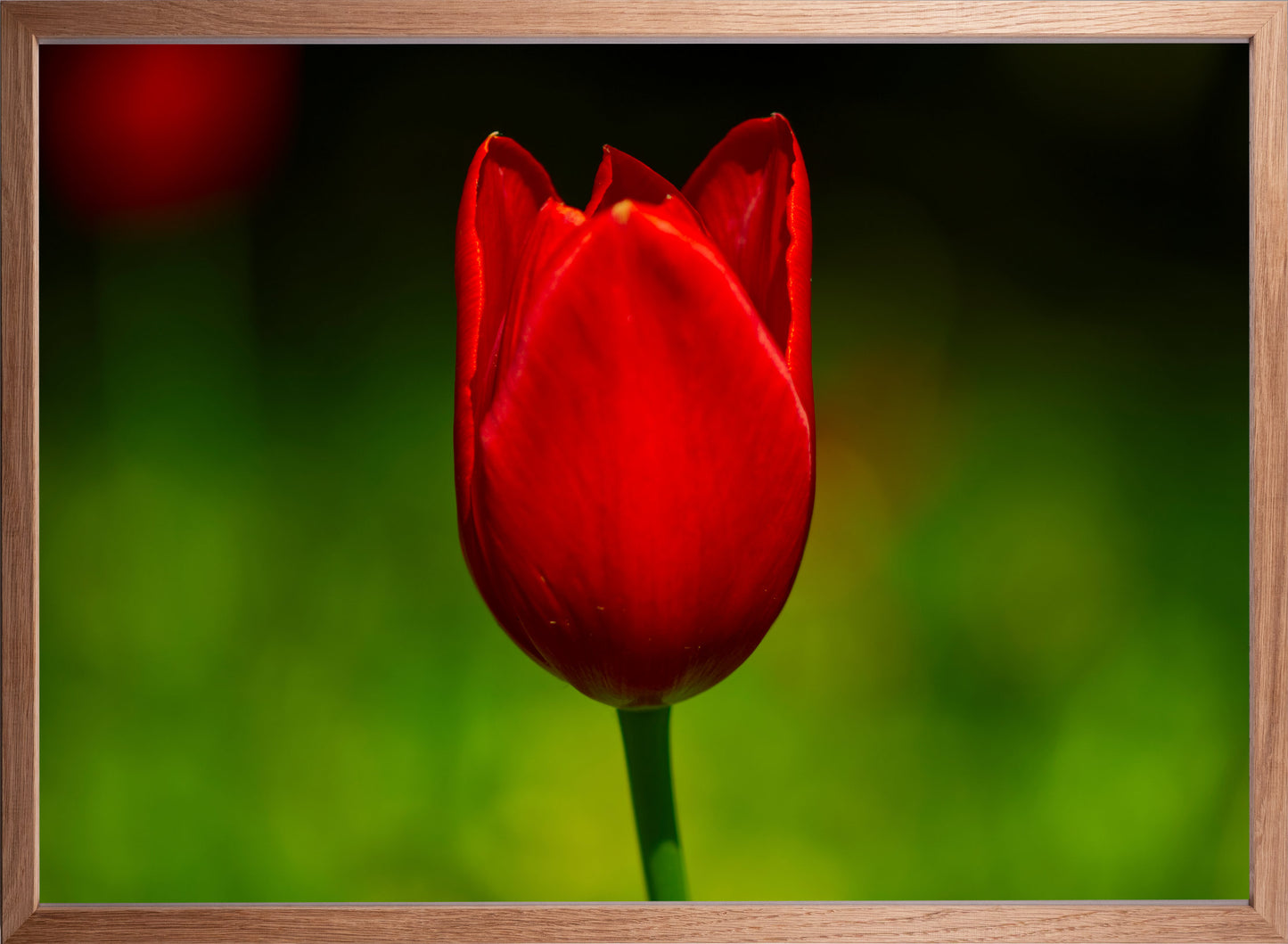 Tulpe