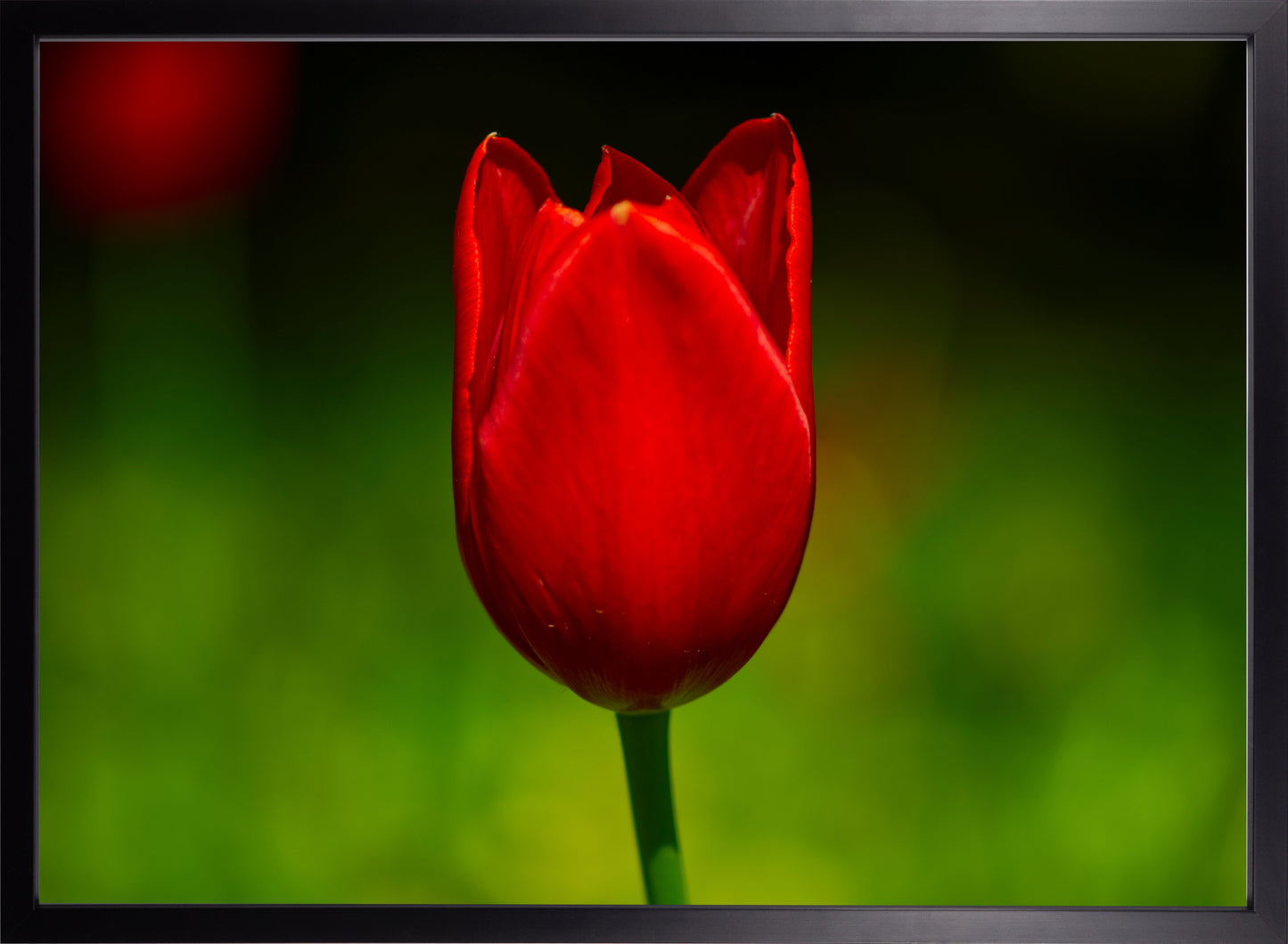 Tulpe