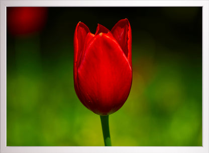Tulpe