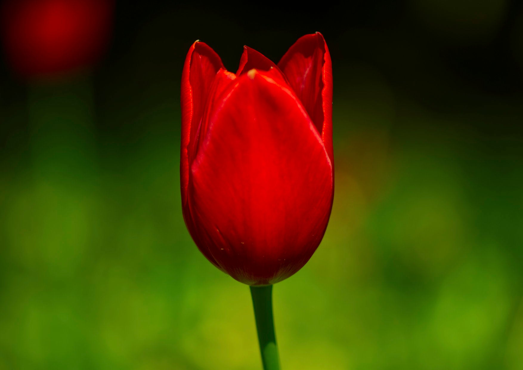 Tulpe