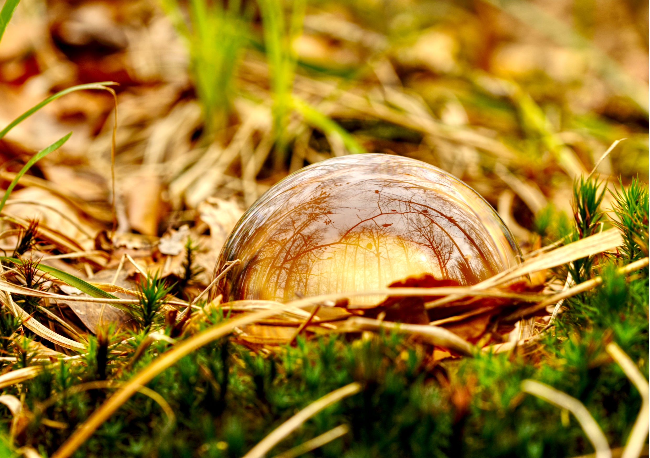 Fine Art Print einer Glaskugel Fotografie mit goldener Herbststimmung, die Kugel liegt halb verdeckt in Gras, Moss und Laub und spiegelt wunderschön die goldene Stimmung