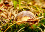 Fine Art Print einer Glaskugel Fotografie mit goldener Herbststimmung, die Kugel liegt halb verdeckt in Gras, Moss und Laub und spiegelt wunderschön die goldene Stimmung