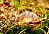 Fine Art Print einer Glaskugel Fotografie mit goldener Herbststimmung, die Kugel liegt halb verdeckt in Gras, Moss und Laub und spiegelt wunderschön die goldene Stimmung