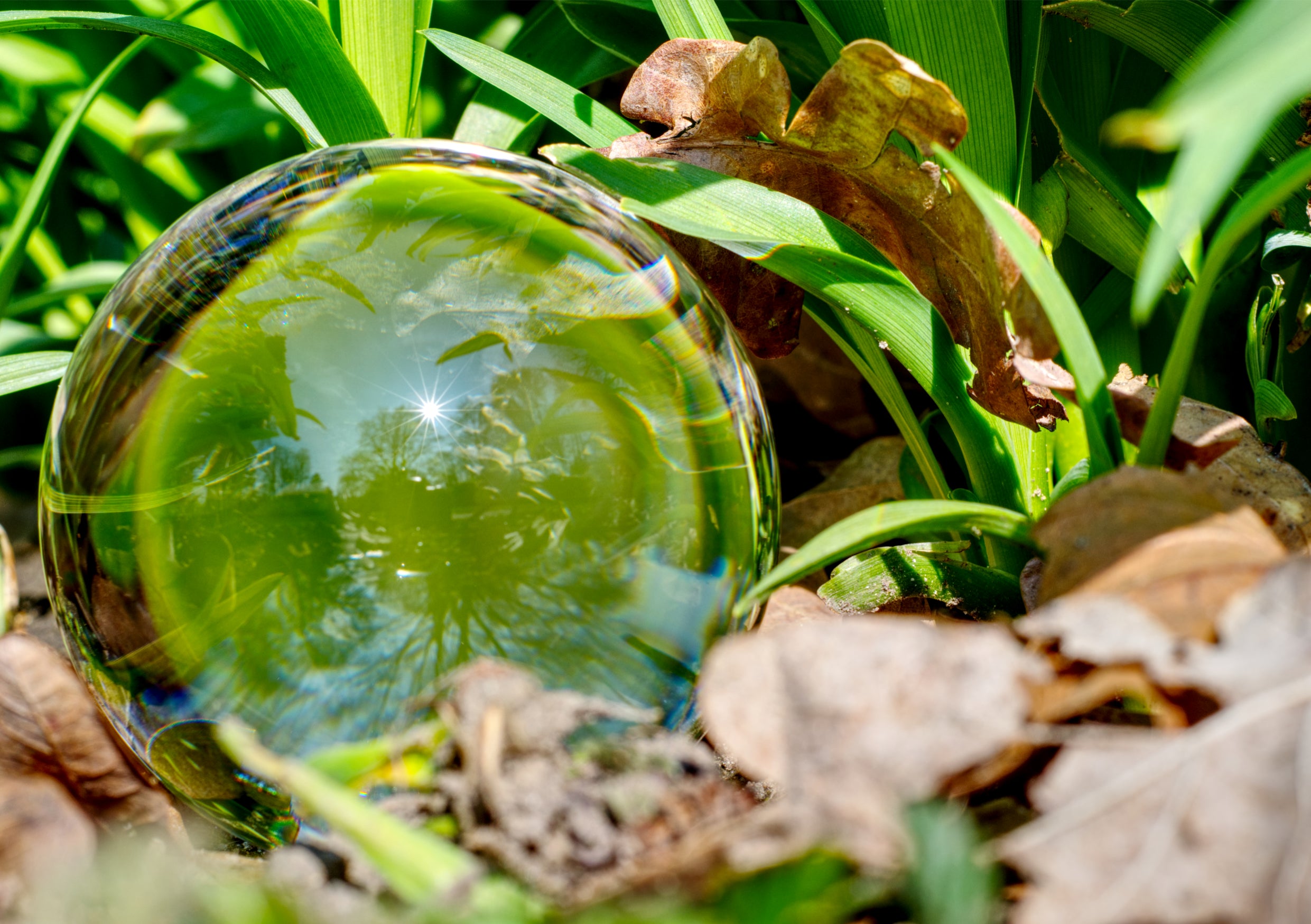 Fine Art Print einer Lensball, Glaskugel Aufnahme im Laub mit grünen, breiten Grashalmen und eines Sonnensterns, der sich in der Kugel spiegelt