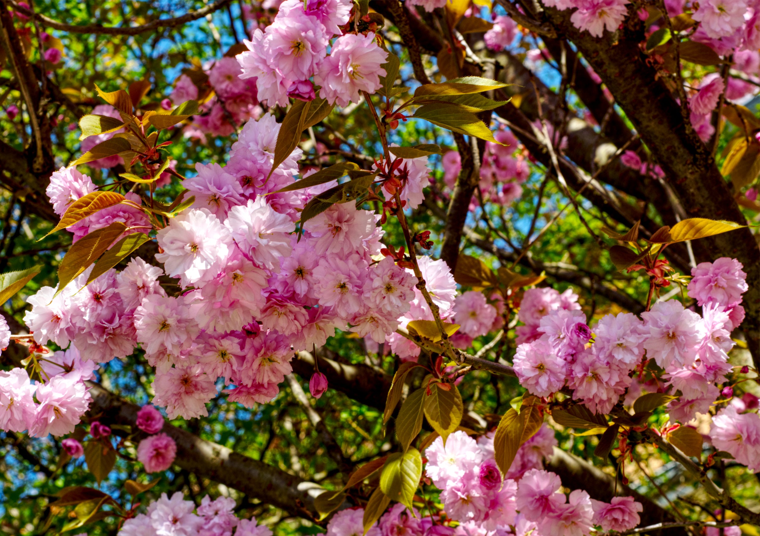 Fine Art Print einer Nahaufnahme mehrerer Kirschblüten an einem Ast hängend mit grünen Blättern 