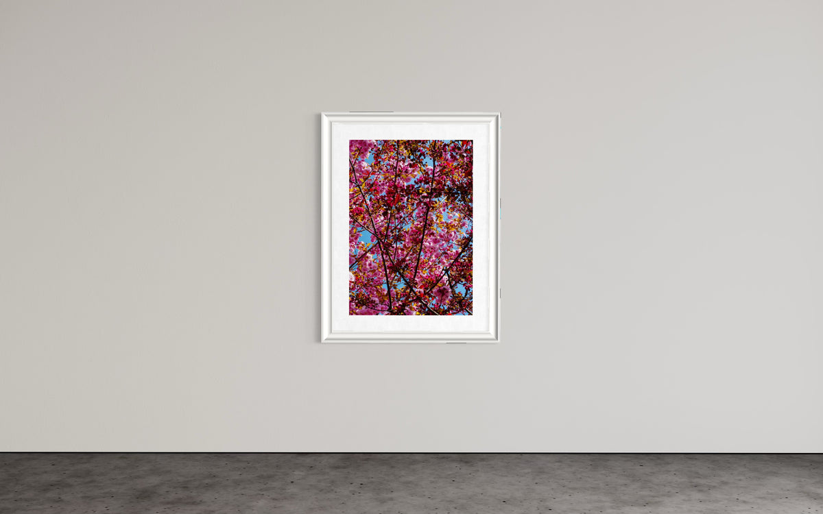 Kirschblüte im Frühling
