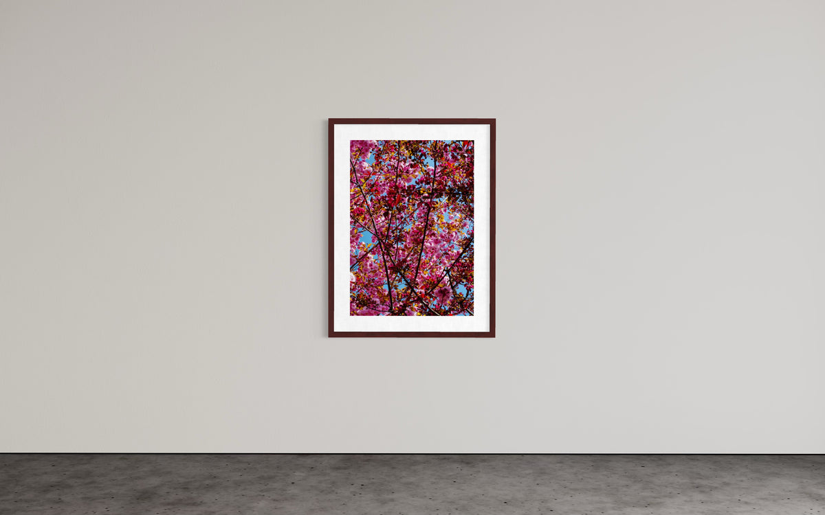 Kirschblüte im Frühling