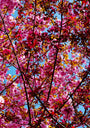 Fine Art Print einer Kirschblüte in der Ansicht von unten mit blauem Himmel im Hintergrund