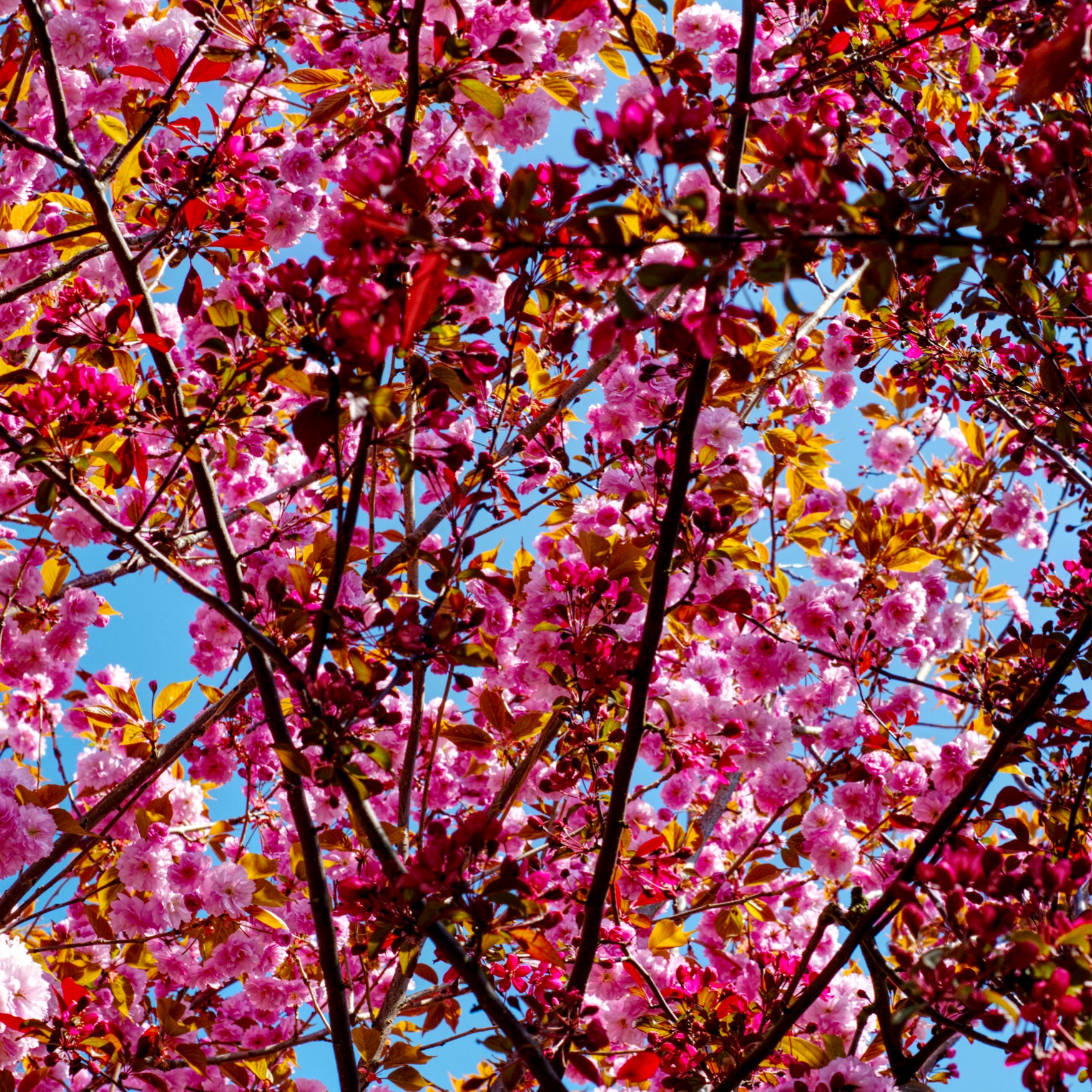 Fine Art Print einer Kirschblüte in der Ansicht von unten mit blauem Himmel im Hintergrund