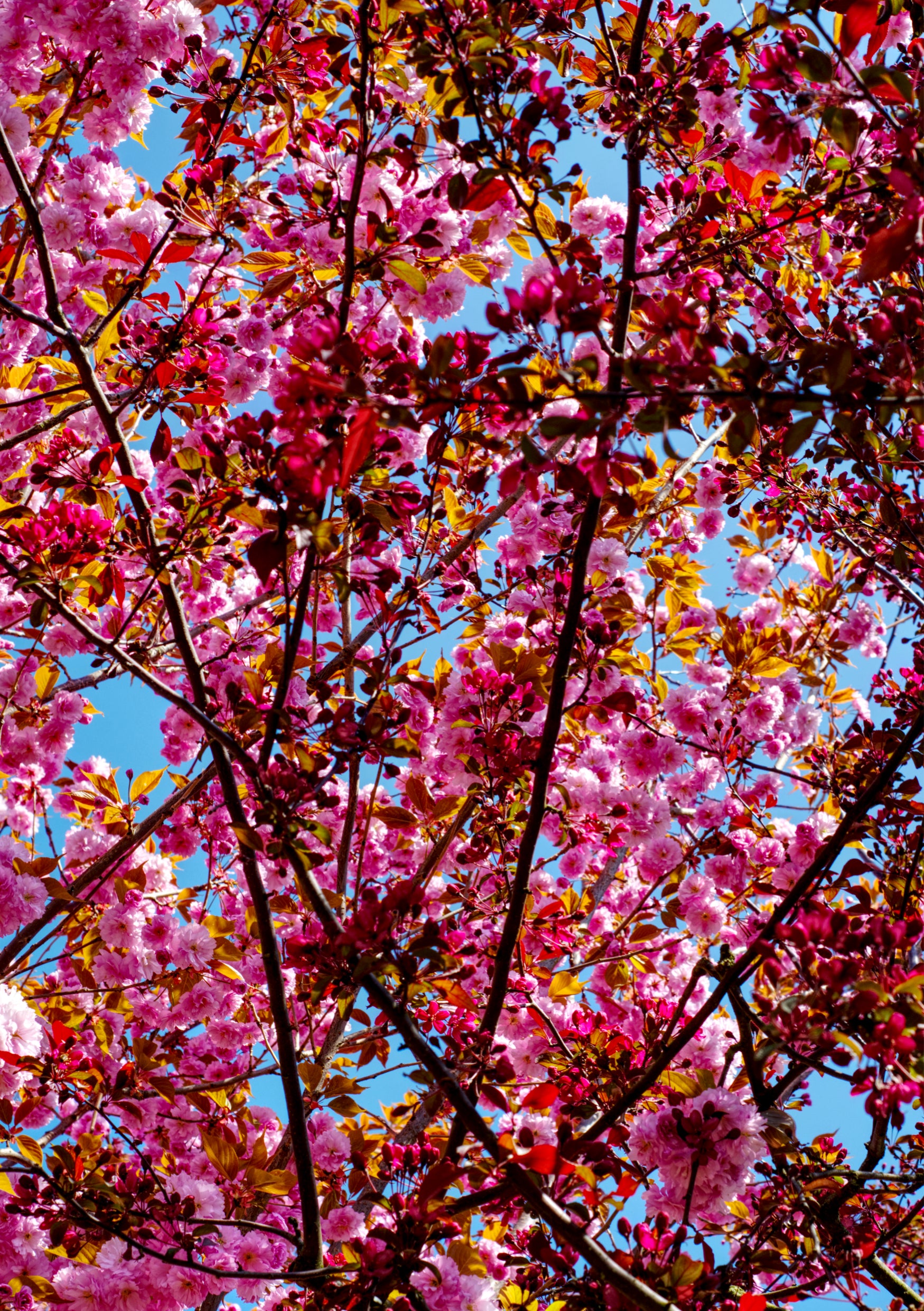 Fine Art Print einer Kirschblüte in der Ansicht von unten mit blauem Himmel im Hintergrund
