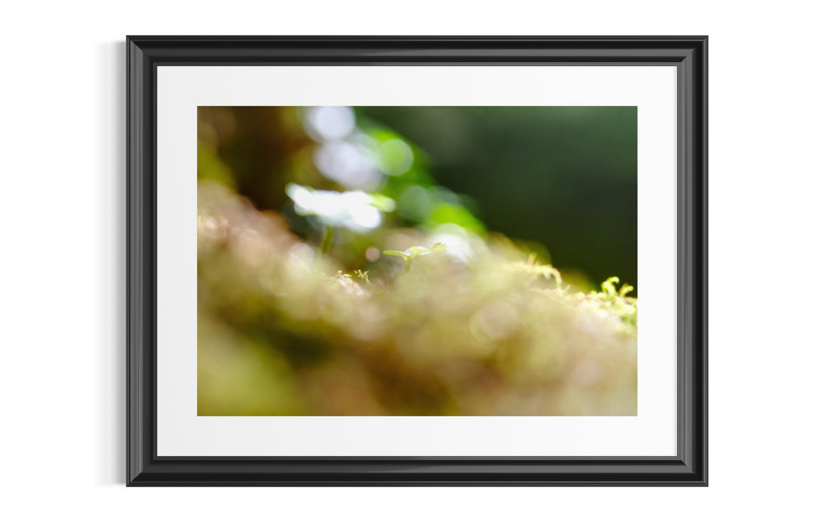 Makroaufnahme eines Keimling mit wunderschönem Bokeh