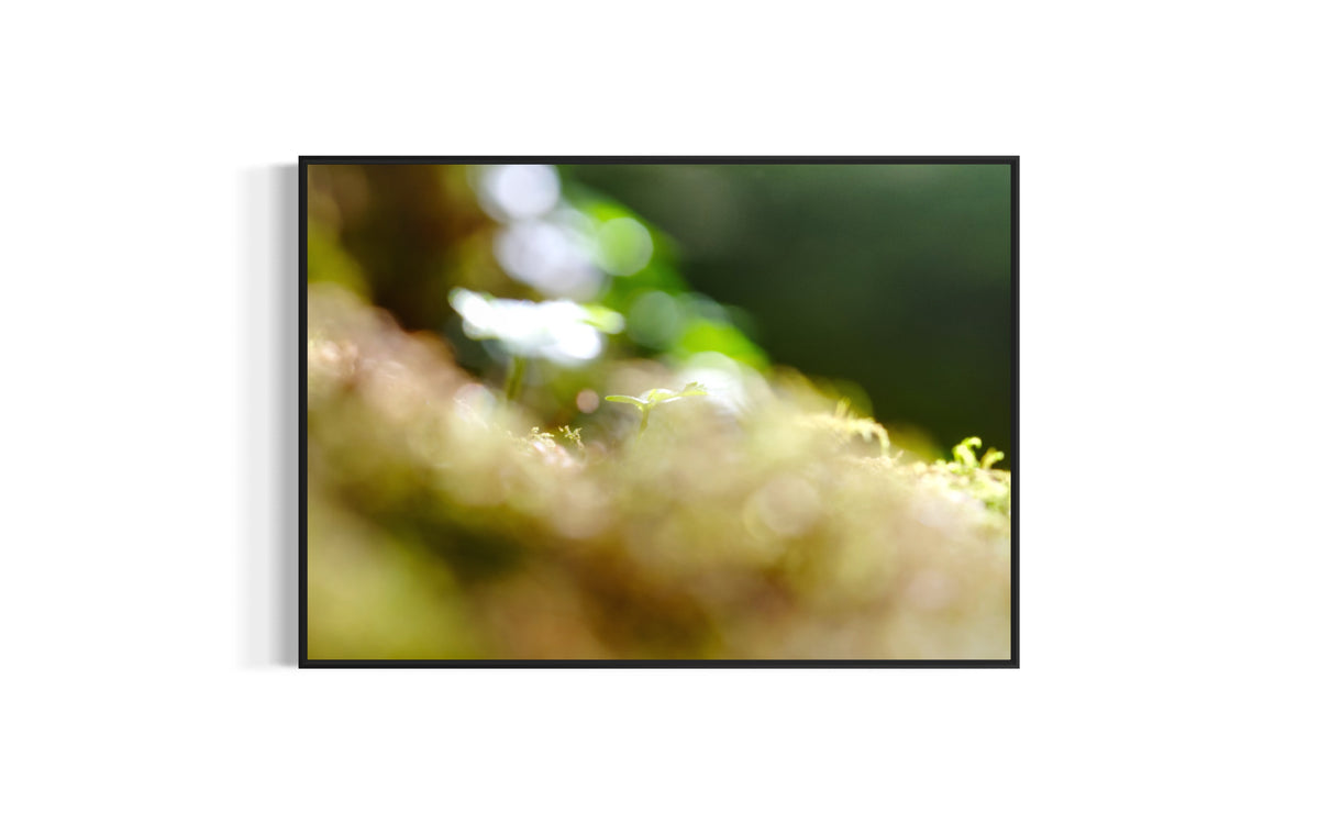 Makroaufnahme eines Keimling mit wunderschönem Bokeh