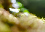 Fine Art Print einer detailreichen Makroaufnahme eines winzigen grünen Sprosses auf weichem Waldmoos mit großem, hellen Bokeh-Lichtkreisen im Hintergrund