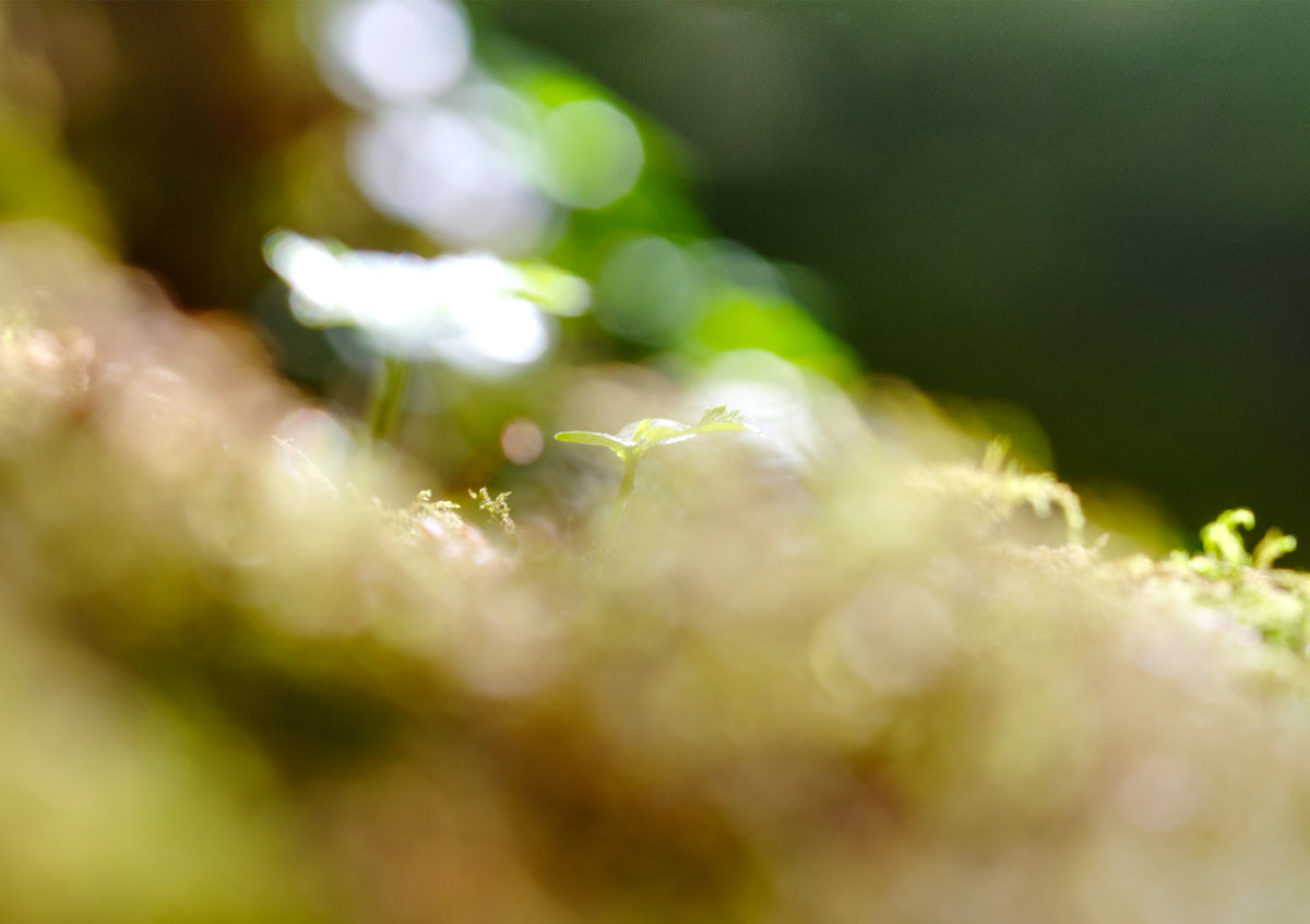Fine Art Print einer detailreichen Makroaufnahme eines winzigen grünen Sprosses auf weichem Waldmoos mit großem, hellen Bokeh-Lichtkreisen im Hintergrund