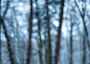 Fine Art Print eines mystischen Winterwaldes, der in Unschärfe verschwindet und in weiß, grauen Tönen ein winterliches Bokeh zaubert