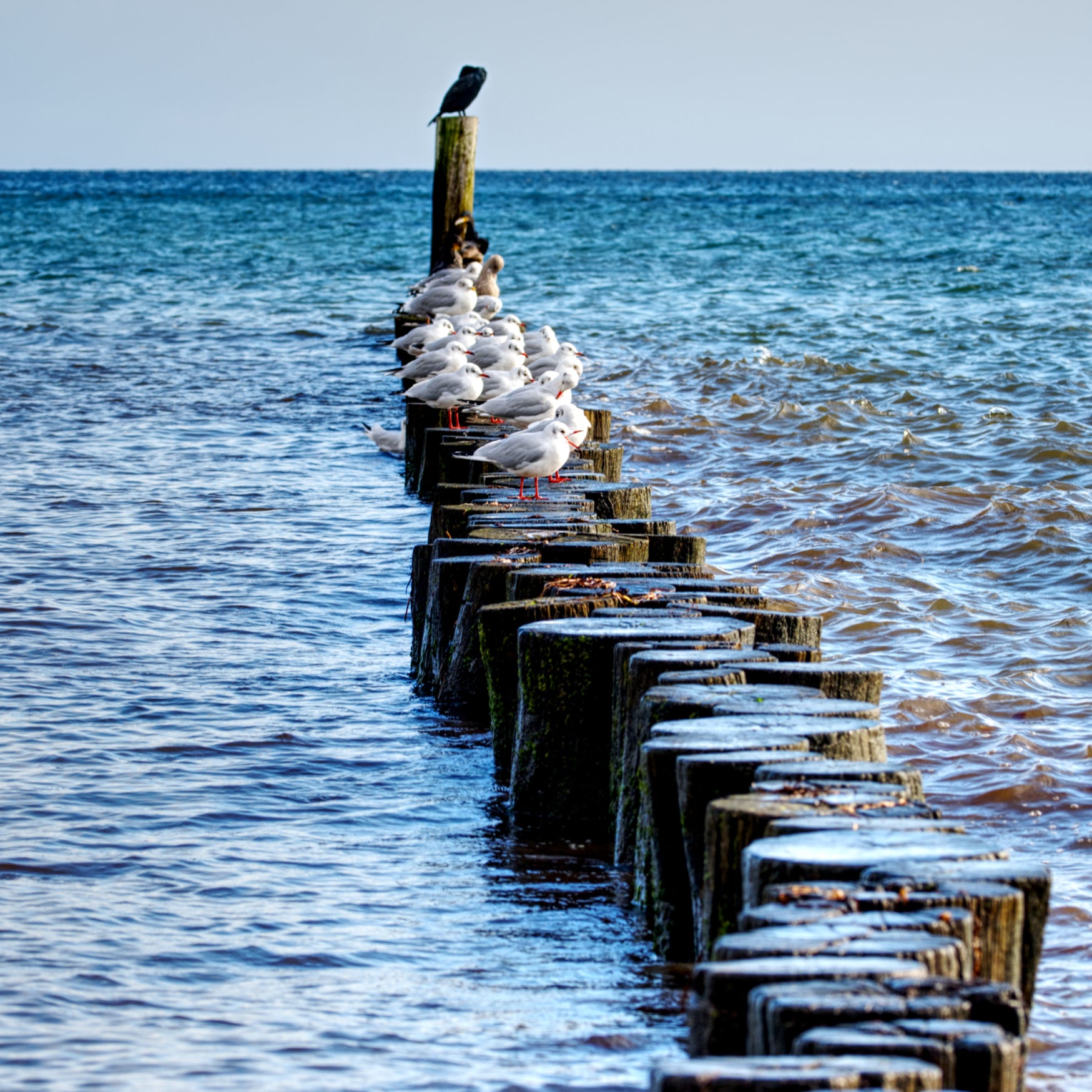 Fine Art Print eines Wellenbrechers in der Ostsee bei Grömitz, Möwen sitzen in einer Reihe, alle nach rechts blickend, auf dem Holz