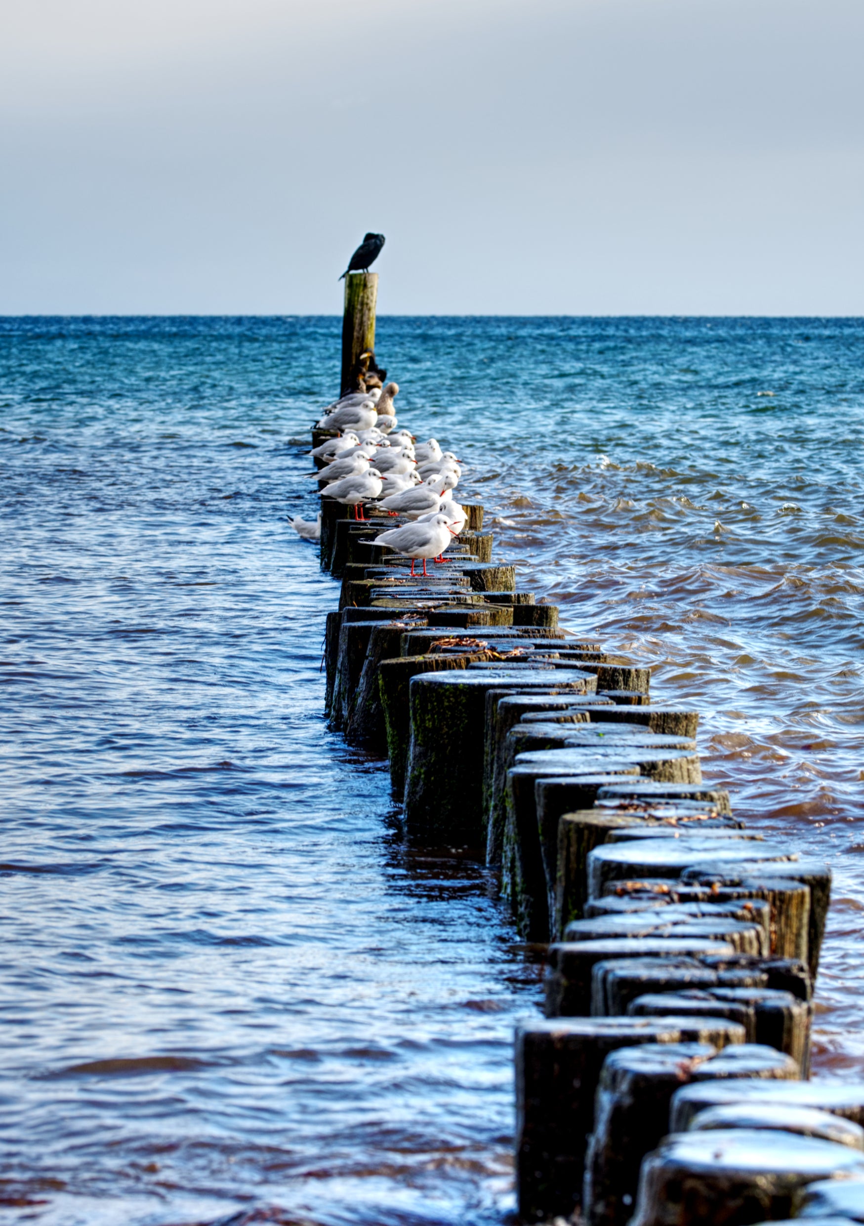 Fine Art Print eines Wellenbrechers in der Ostsee bei Grömitz, Möwen sitzen in einer Reihe, alle nach rechts blickend, auf dem Holz