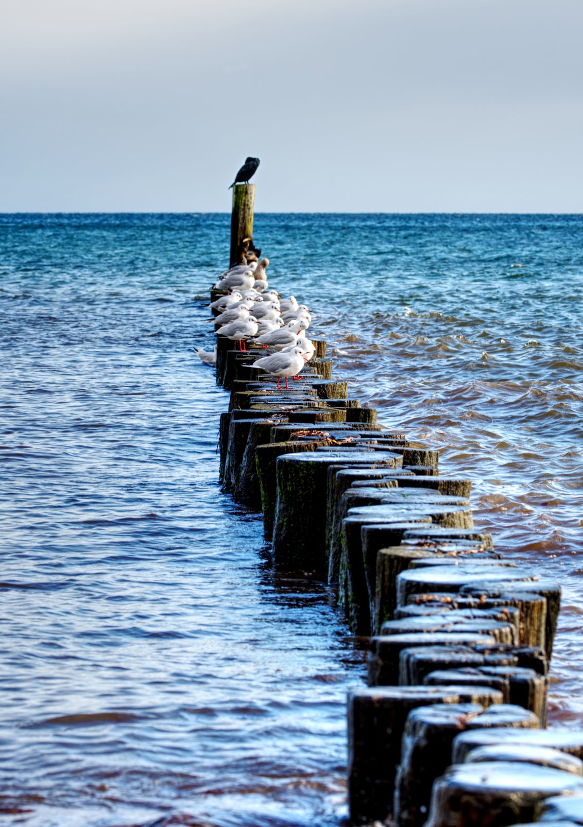 Fine Art Print eines Wellenbrechers in der Ostsee bei Grömitz, Möwen sitzen in einer Reihe, alle nach rechts blickend, auf dem Holz