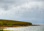 Fine Art Print der schottischen Küste auf dem Orkney Inseln mit einem Schwarm Vögel in der Luft