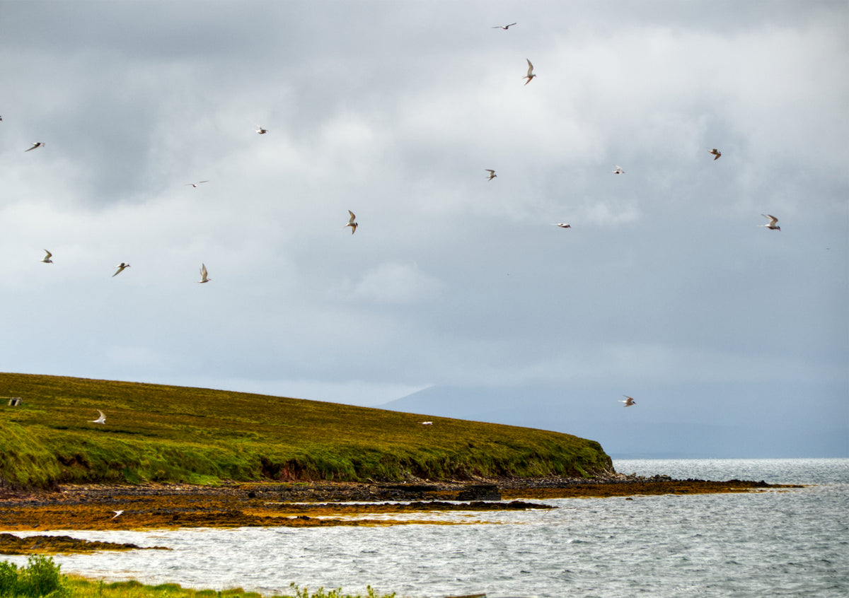 Fine Art Print der schottischen Küste auf dem Orkney Inseln mit einem Schwarm Vögel in der Luft